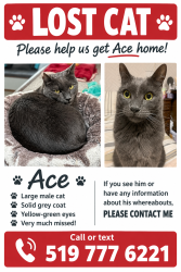Lost Male Cat last seen Sarnia road and Rippleton rd, London, ON N6G 1M2