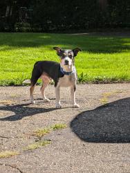 Reunited Male Dog last seen Queenston and Fairmount, Cleveland Heights, OH 44118
