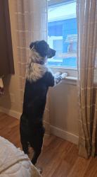 Lost Female Dog last seen State route 19, Fremont, OH 43420