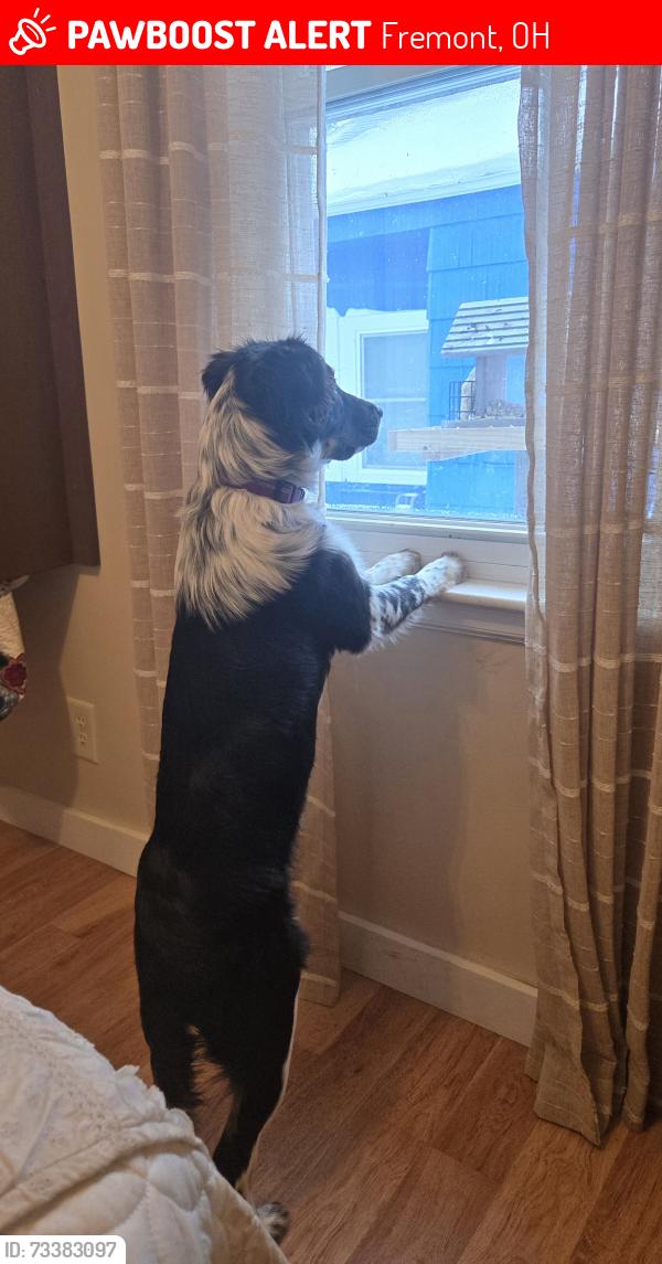 Lost Female Dog last seen State route 19, Fremont, OH 43420