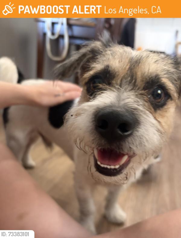Found/Stray Male Dog last seen Alice st & Isabel St, Los Angeles, CA 90065