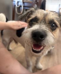 Found/Stray Male Dog last seen Alice st & Isabel St, Los Angeles, CA 90065