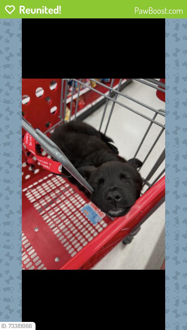 Reunited Female Dog last seen Walmart parking lot, Irvine, CA 92606