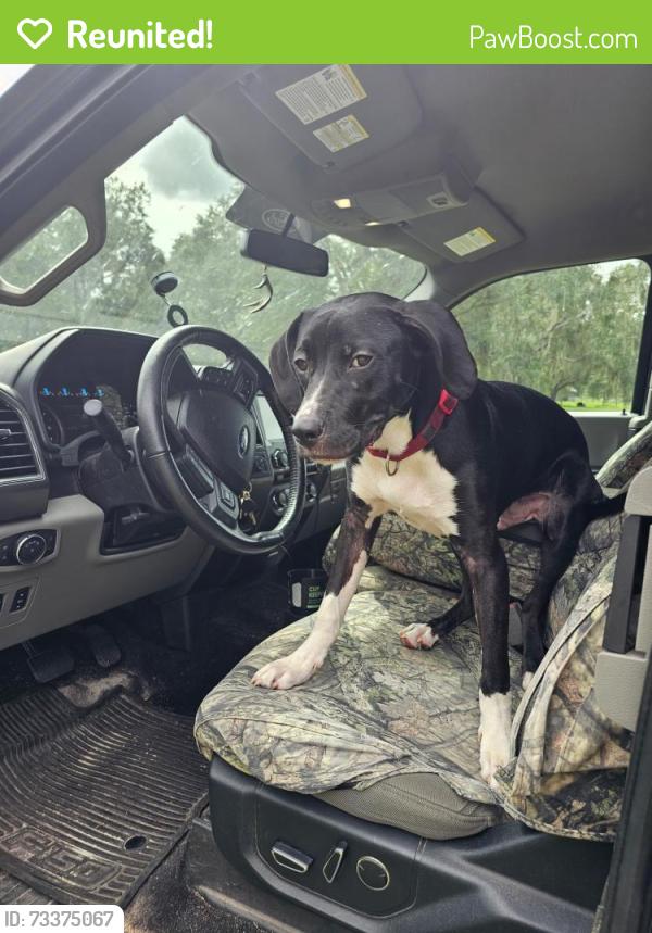 Reunited Male Dog last seen Atlantic, Jacksonville, FL 32225