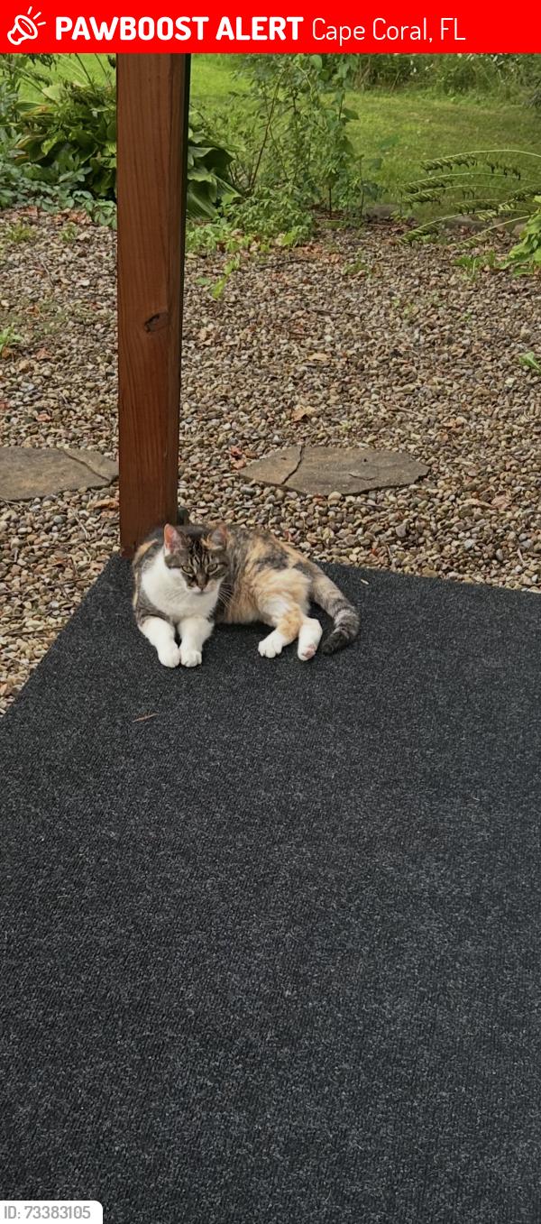 Lost Female Cat last seen Burnt store and Gulfshire, Cape Coral, FL 33993