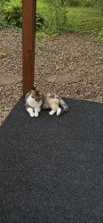 Lost Female Cat last seen Burnt store and Gulfshire, Cape Coral, FL 33993