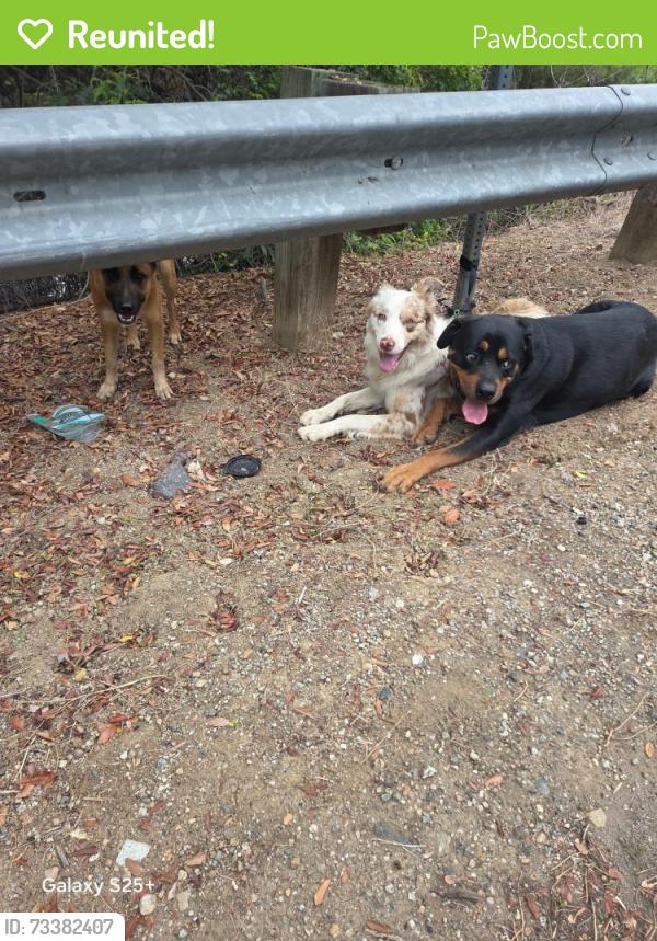 Reunited Male Dog last seen Fullerton Rd/Harbor Blvd Rowland Heights., Rowland Heights, CA 91748