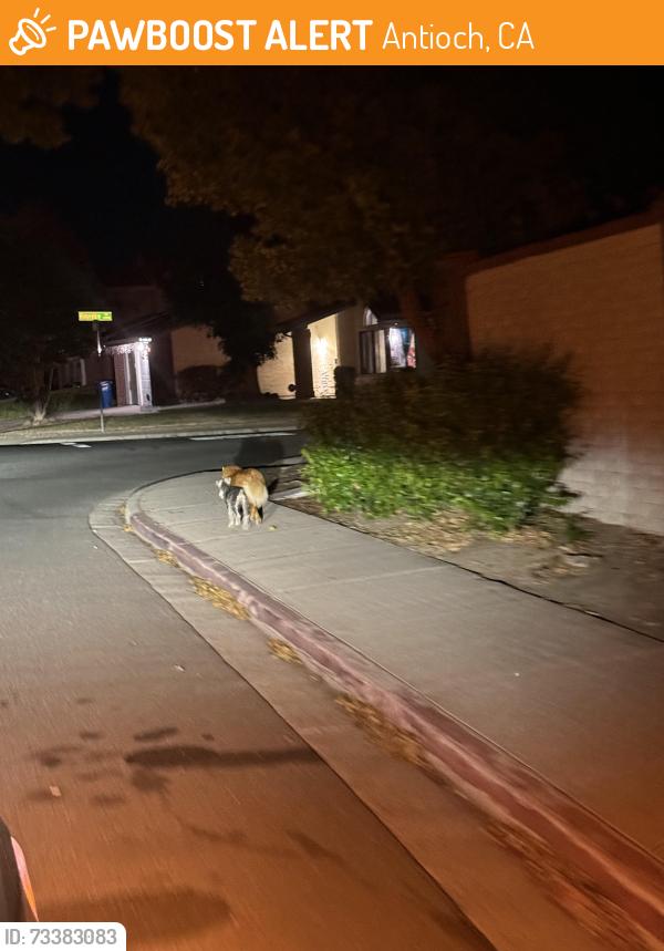 Found/Stray Male Dog last seen Green hill and green circle, Antioch, CA 94531