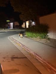 Found/Stray Male Dog last seen Green hill and green circle, Antioch, CA 94531