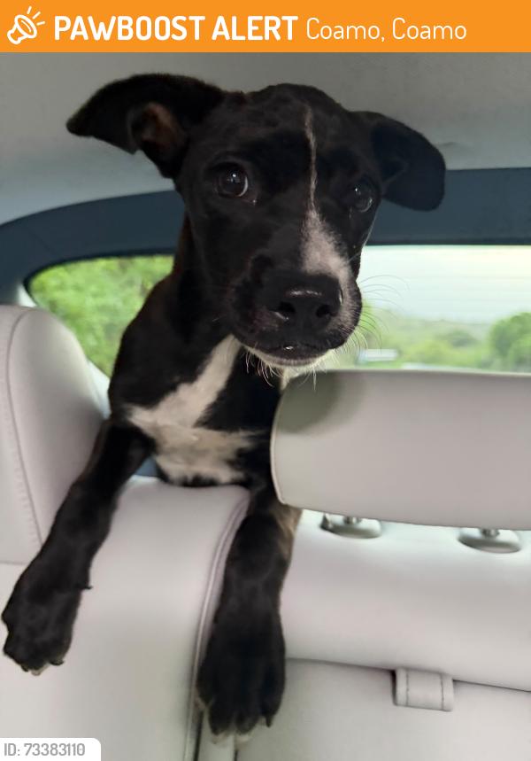 Found/Stray Female Dog last seen PR-704 in Coamo, Coamo, Coamo 00769