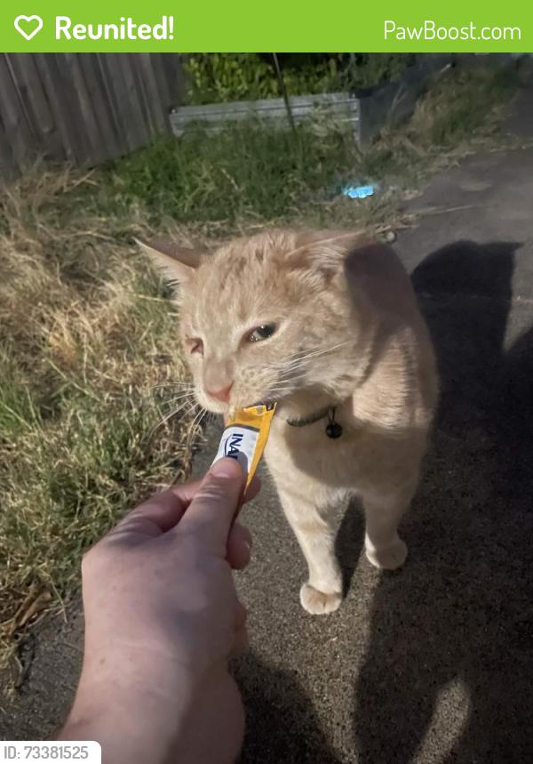Reunited Male Cat last seen Towne House Lane, Richardson, TX 75081
