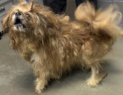Shelter Stray Male Dog last seen Near Victory Boulevard, STATEN ISLAND, NY, 10301, 3139 Veterans Rd W, Staten Island, NY 10309, USA