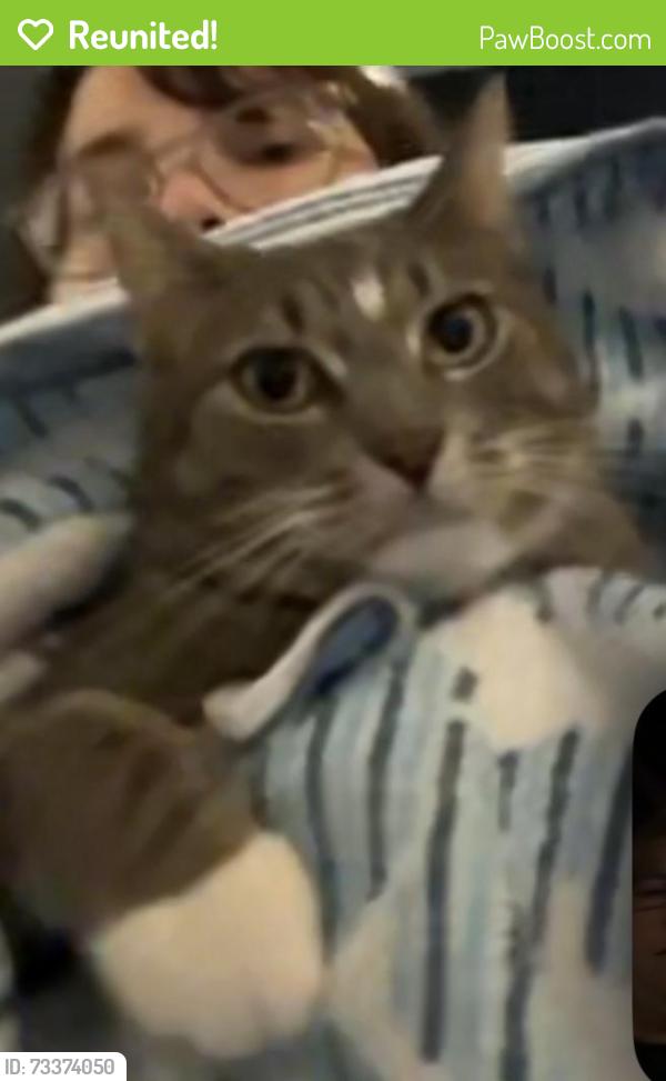 Reunited Female Cat last seen Westwood Drive, Tamarac, FL 33068
