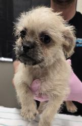 Shelter Stray Female Dog last seen Near Gateway Center Way, San Diego, CA, 92102, El Cajon, CA 92020, USA