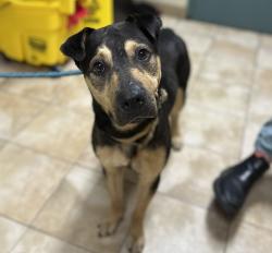 Shelter Stray Male Dog last seen NE Roselawn St & NE 9th Ave, PORTLAND, OR, 97211, 1700 W Historic Columbia River Hwy, Troutdale, OR 97060, USA