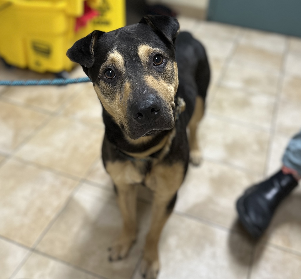 Shelter Stray Male Dog last seen NE Roselawn St & NE 9th Ave, PORTLAND, OR, 97211, 1700 W Historic Columbia River Hwy, Troutdale, OR 97060, USA