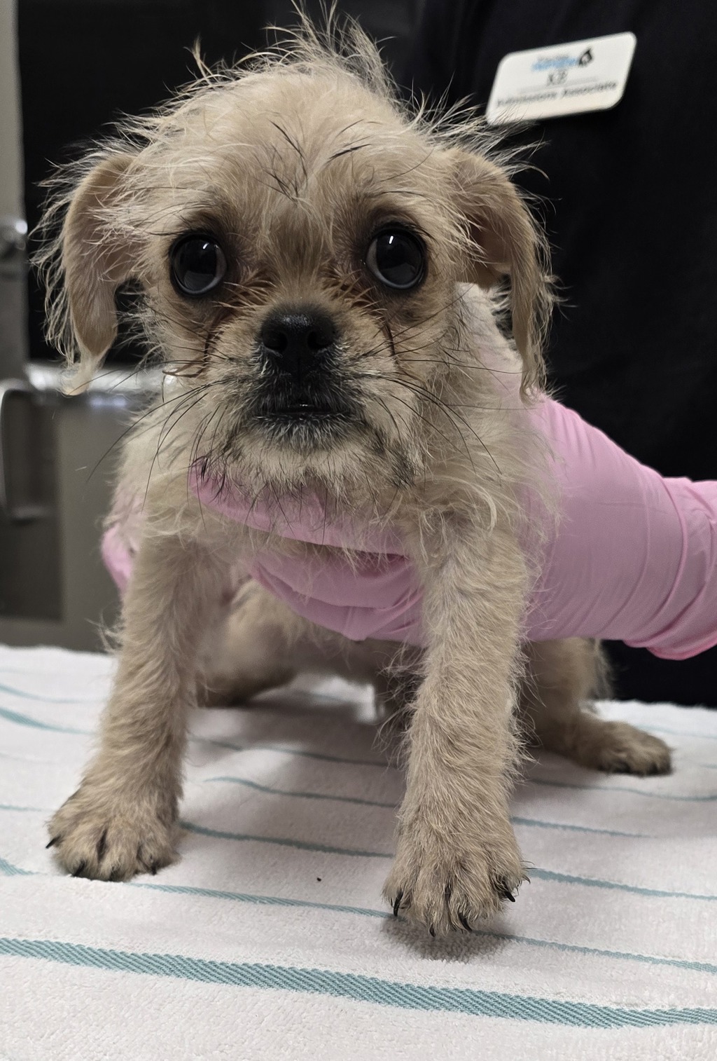 Shelter Stray Female Dog last seen Near Gateway Center Way, San Diego, CA, 92102, El Cajon, CA 92020, USA