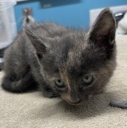 Shelter Stray Female Cat last seen Near W 15th Avenue, Escondido, CA, 92025, Escondido, CA 92027, USA