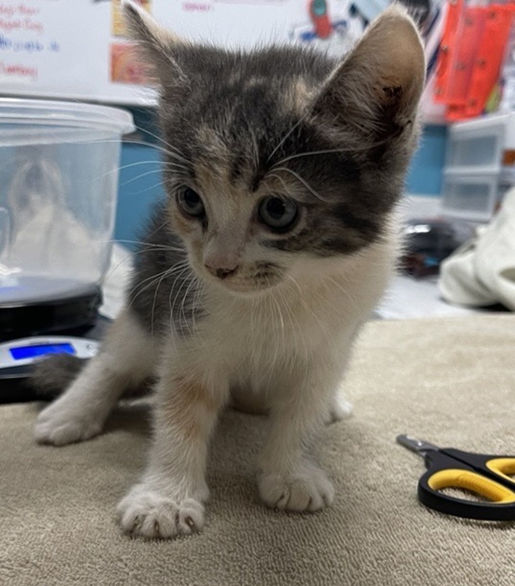 Shelter Stray Female Cat last seen Near W 15th Avenue, Escondido, CA, 92025, Escondido, CA 92027, USA