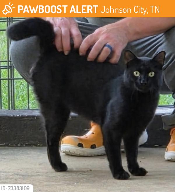 Found/Stray Unknown Cat last seen Signal Dr., Johnson City, TN 37604