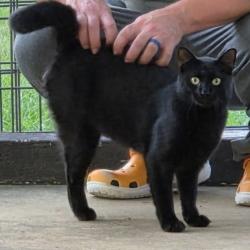 Found/Stray Unknown Cat last seen Signal Dr., Johnson City, TN 37604