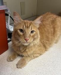Shelter Stray Male Cat last seen Near 8th Avenue N, GREAT FALLS, MT, 59401, 1010 25th Ave NE, Great Falls, MT 59404, USA