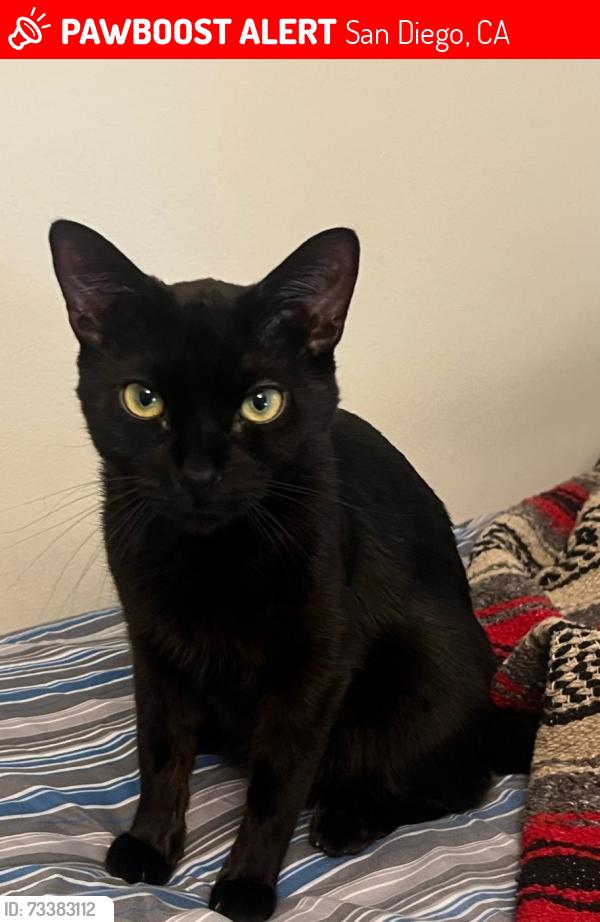 Lost Male Cat last seen Near Camino Del Rio N, San Diego, CA 92108, San Diego, CA 92108