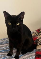 Lost Male Cat last seen Near Camino Del Rio N, San Diego, CA 92108, San Diego, CA 92108