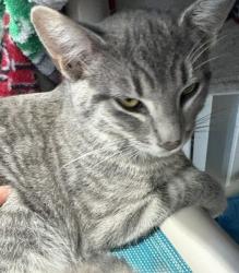 Shelter Stray Male Cat last seen Near 45th Street, San Diego, CA, 92105, 5500 Gaines St, San Diego, CA 92110, USA