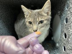 Shelter Stray Female Cat last seen E127th Street & Park Avenue, NEW YORK, NY, 10035, 326 E 110th St, New York, NY 10029, USA