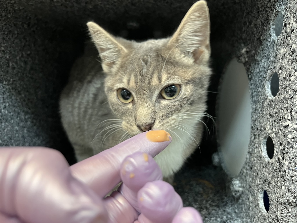 Shelter Stray Female Cat last seen E127th Street & Park Avenue, NEW YORK, NY, 10035, 326 E 110th St, New York, NY 10029, USA