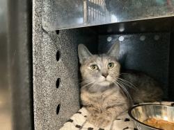 Shelter Stray Female Cat last seen 44-15 Colden Street, FLUSHING, NY, 11355, 326 E 110th St, New York, NY 10029, USA