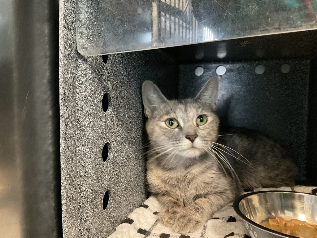 Shelter Stray Female Cat last seen 44-15 Colden Street, FLUSHING, NY, 11355, 326 E 110th St, New York, NY 10029, USA
