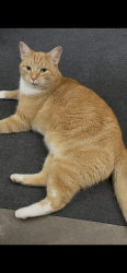 Lost Male Cat last seen McHenry, shiloh, Woodville, Goshen, OH 45122