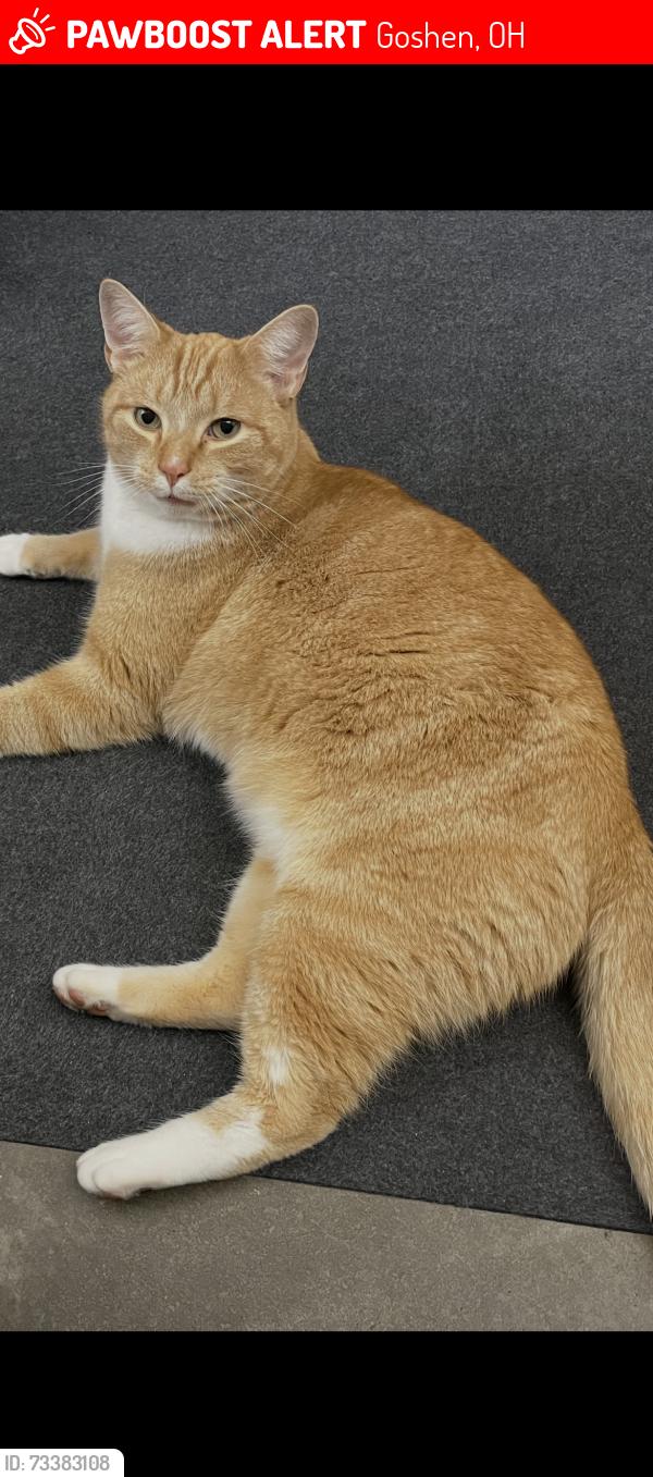 Lost Male Cat last seen McHenry, shiloh, Woodville, Goshen, OH 45122
