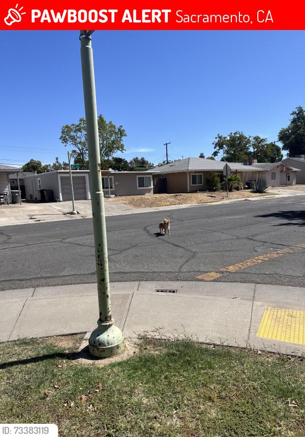 Lost Male Dog last seen 61st Street Sacramento, Sacramento, CA 95820