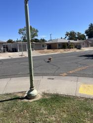 Lost Male Dog last seen 61st Street Sacramento, Sacramento, CA 95820