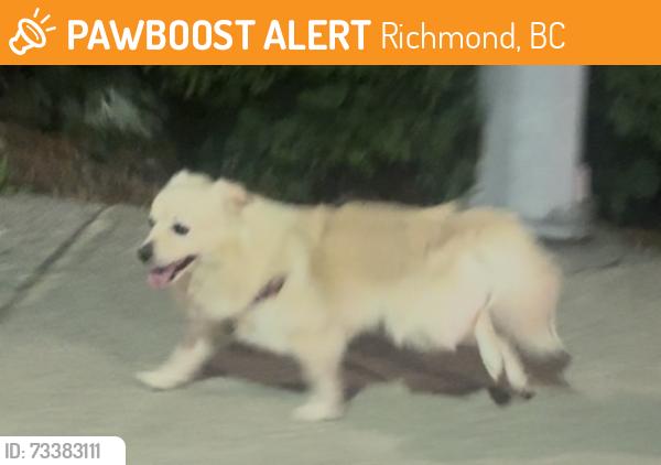 Found/Stray Unknown Dog last seen Williams Road near St Joseph the Worker Parish, Richmond, BC 