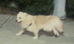 Found/Stray Unknown Dog last seen Williams Road near St Joseph the Worker Parish, Richmond, BC 