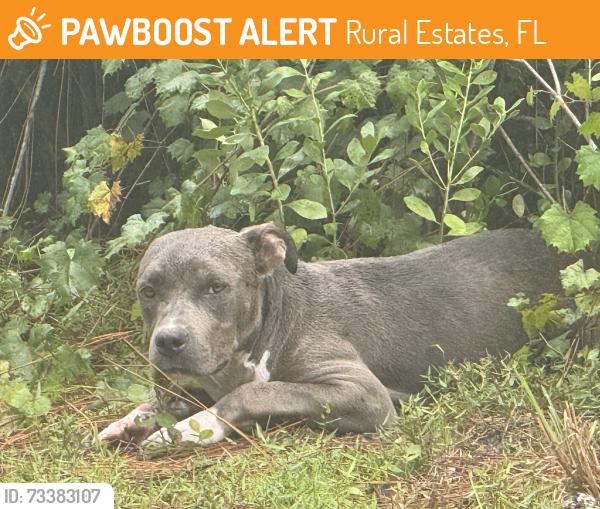 Found/Stray Female Dog last seen 24th avenue and 8th, Rural Estates, FL 34120