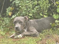 Found/Stray Female Dog last seen 24th avenue and 8th, Rural Estates, FL 34120