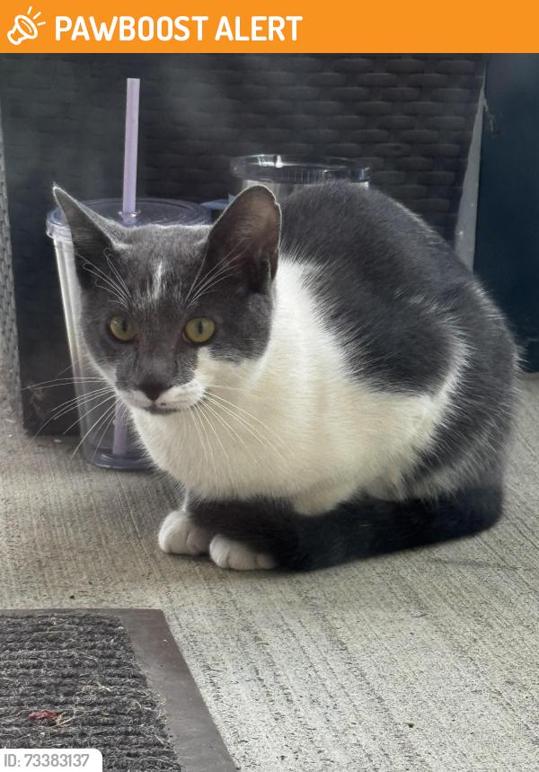 Found/Stray Male Cat last seen Near 22146 south cook lake rd., South Cooking Lake, AB T8E 1J1