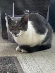 Found/Stray Male Cat last seen Near 22146 south cook lake rd., South Cooking Lake, AB T8E 1J1