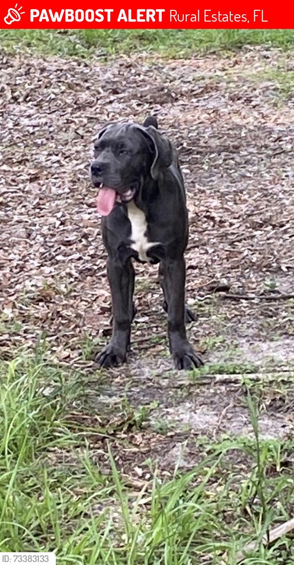 Lost Female Dog last seen White blvd, Rural Estates, FL 34117