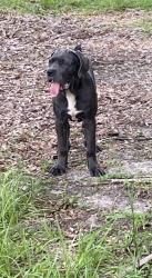 Lost Female Dog last seen White blvd, Rural Estates, FL 34117