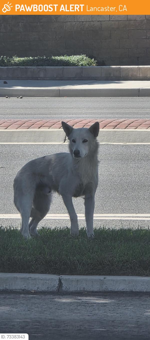 Found/Stray Unknown Dog last seen Ave L and 20th, Lancaster, CA 93534