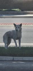 Found/Stray Unknown Dog last seen Ave L and 20th, Lancaster, CA 93534