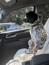 Reunited Male Dog last seen Settlers Ridge and Valley Creek, Woodbury, MN 55129
