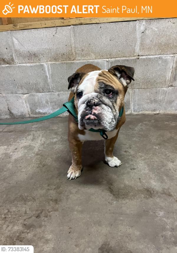 Found/Stray Male Dog last seen Selby and Fairview St. Paul MN, Saint Paul, MN 55104