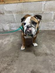 Found/Stray Male Dog last seen Selby and Fairview St. Paul MN, Saint Paul, MN 55104